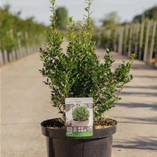 Ilex crenata 'Luxus (R) Globe', C 10 30- +