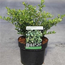 Ilex crenata 'Stokes' - Ziergehölze, C 3 30- 40