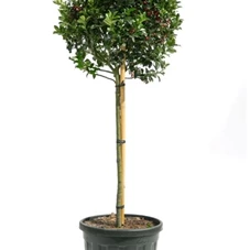 Ilex meserveae 'Blue Maid' -R-, C 25 HA Kr.Br. 50- 60