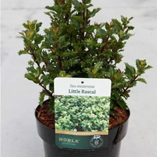 Ilex meserveae 'Magical Little Rascal' -R-, C 3 20- 25