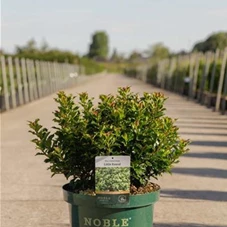 Ilex meserveae 'Magical Little Rascal' -R-, C 10 30- +