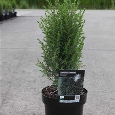 Juniperus com.'Arnold', C 3 30- +