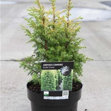 Juniperus com.'Gold Cone', C 3 25- 30