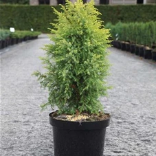 Juniperus com.'Gold Cone', C 7,5 40- 50