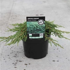 Juniperus com.'Green Carpet', C 3 30- +