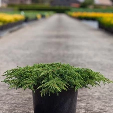 Juniperus com.'Green Carpet', C 7,5 40- 50