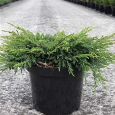 Juniperus com.'Repanda', C 7,5 40- 50