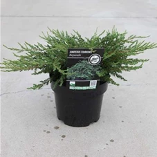 Juniperus com.'Repanda', C 3 30- +