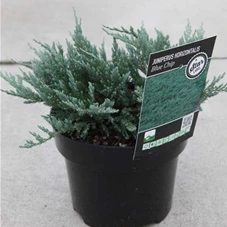 Juniperus horizontalis 'Blue Chip' - Nadeln - Koniferen, C 3 25- 30