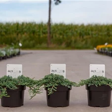 Juniperus horizontalis 'Icee Blue' -R-, C 2 20- 25