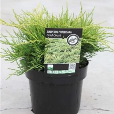 Juniperus media 'Gold Coast', C 3 25- 30