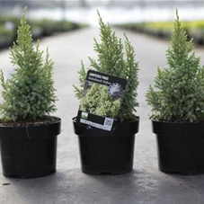 Juniperus pingii 'Hulsdonck Yellow', C 2 25- +