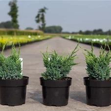 Juniperus squamata 'Blue Compact', C 3 30- +