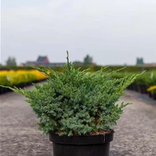 Juniperus squamata 'Blue Swede', C 7,5 40- 50