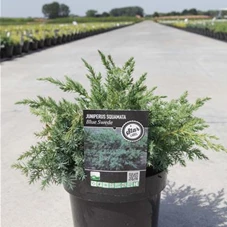 Juniperus squamata 'Blue Swede', C 3 30- +