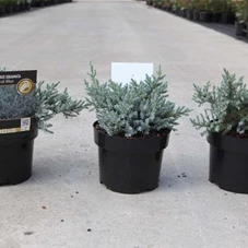 Juniperus squamata 'Tropical Blue', C 2 20- 25