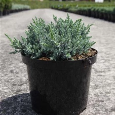 Juniperus squamata 'Tropical Blue', C 5 25- 30