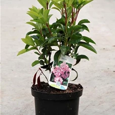 Kalmia latifolia, C 3 30- 40