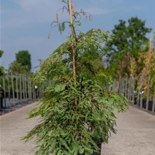 Metasequoia glyptostroboides 'Miss Grace', C 15 80- 100