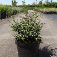 Osmanthus delavayi - Ziergehölze, C 10 40- 50