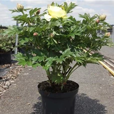 Paeonia x itoh 'Bartzella' (gelb), C 10 