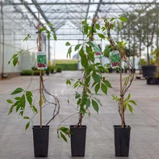 Parthenocissus quinquefolia 'Engelmannii', C 2 80- 100