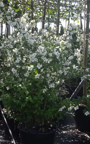 Philadelphus 'Belle Etoile' - Wildgehölze