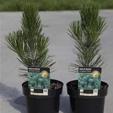 Pinus heldreichii 'Compact Gem', C 3 15- 20