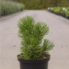 Pinus heldreichii 'Malinki', C 5 25- +