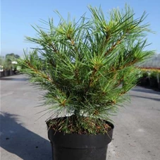 Pinus strobus 'Minima', C 3 20- 25