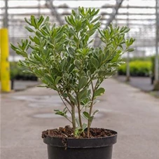 Pittosporum tobira 'Variegatum', C 10 40- 50