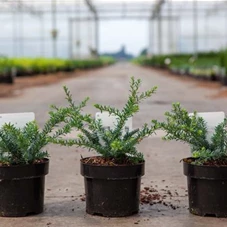 Podocarpus lawrencei 'Blue Gem', C 2 20- 25