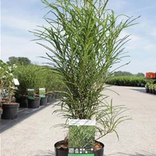 Rhamnus frangula 'Fine Line' -R-, C 3,6 40- 50