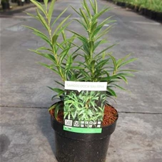 Sarcococca saligna, C 3 25- +