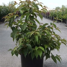 Stachyurus chinensis 'Celina', C 10 60- 80