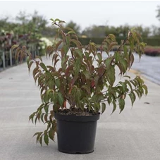 Stachyurus chinensis 'Joy Forever', C 10 60- +