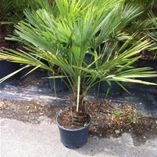 Trachycarpus fortunei, C 18 Sth. 20-30 100- 125