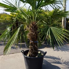 Trachycarpus fortunei, C 70 Sth. 80-90 150- 200