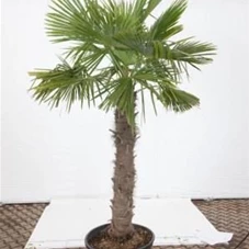 Trachycarpus fortunei, C 130 Sth. 160-180 250- 300