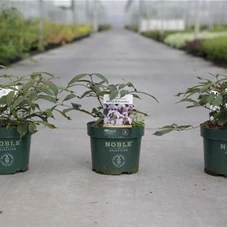 Viburnum plicatum 'Molly Schroeder', C 3,6 30- 40