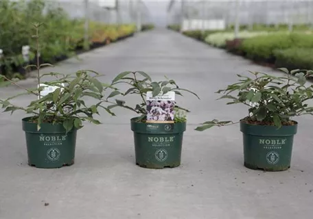 Viburnum plicatum 'Molly Schroeder' - Jap.Schneeball 'Molly Schroeder'