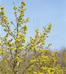 Spitzahorn - Acer platanoides