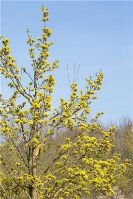 Spitzahorn - Acer platanoides