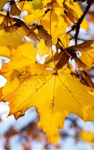 Acer platanoides 'Emerald Queen'