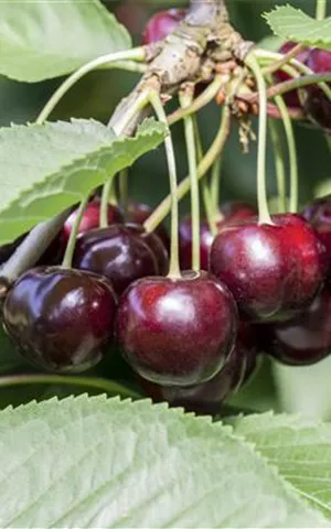 Prunus av.'Schneiders Späte Knorpelkir.' CAC