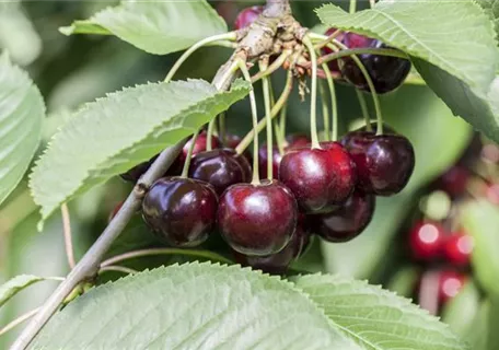 Prunus av.'Schneiders Späte Knorpelkir.' CAC - Süßkirsche 'Schneiders Späte Knorpel' 6.KW