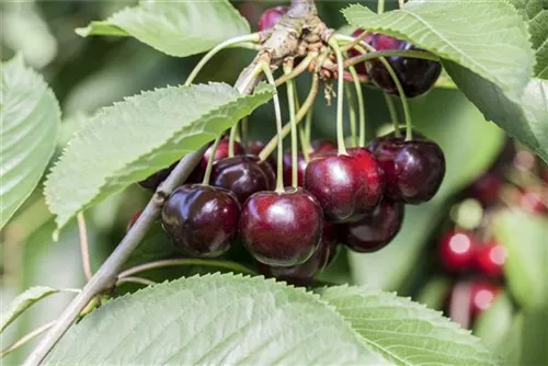 Süßkirsche 'Schneiders Späte Knorpel' 6.KW - Prunus av.'Schneiders Späte Knorpelkir.' CAC