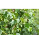 Säulenbirke - Betula pendula 'Fastigiata'