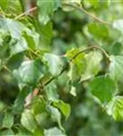 Sandbirke - Betula pendula - Baum