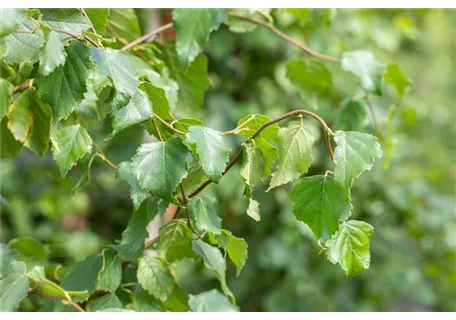 Betula pendula 'Fastigiata' - Säulenbirke